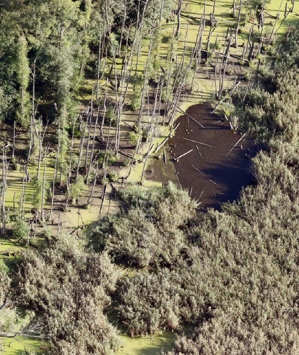 Berlin von oben - Tümpel und Morast- Wasseroberfläche in einer Teichlandschaft in Berlin