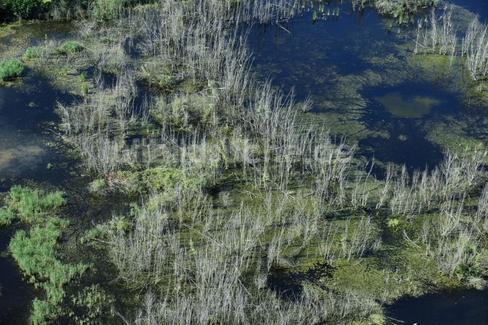 Rötha von oben - Tümpel und Morast- Wasseroberfläche in einer Teichlandschaft in Rötha im Bundesland Sachsen