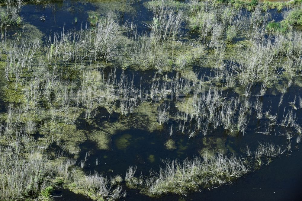 Rötha aus der Vogelperspektive: Tümpel und Morast- Wasseroberfläche in einer Teichlandschaft in Rötha im Bundesland Sachsen