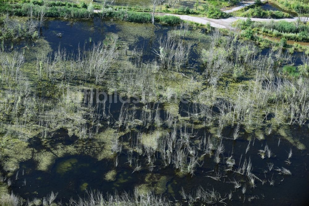 Luftbild Rötha - Tümpel und Morast- Wasseroberfläche in einer Teichlandschaft in Rötha im Bundesland Sachsen