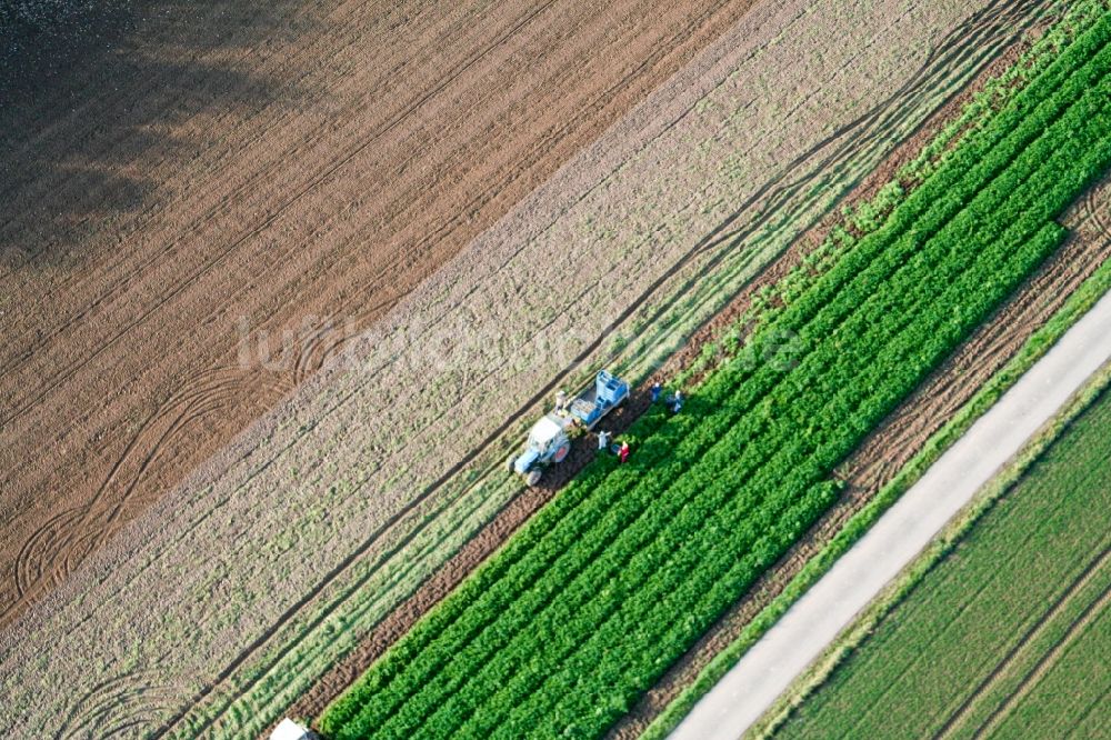 Böbingen aus der Vogelperspektive: Traktor bei Gemüseernte auf landwirtschaftlichen Feldern in Böbingen im Bundesland Rheinland-Pfalz