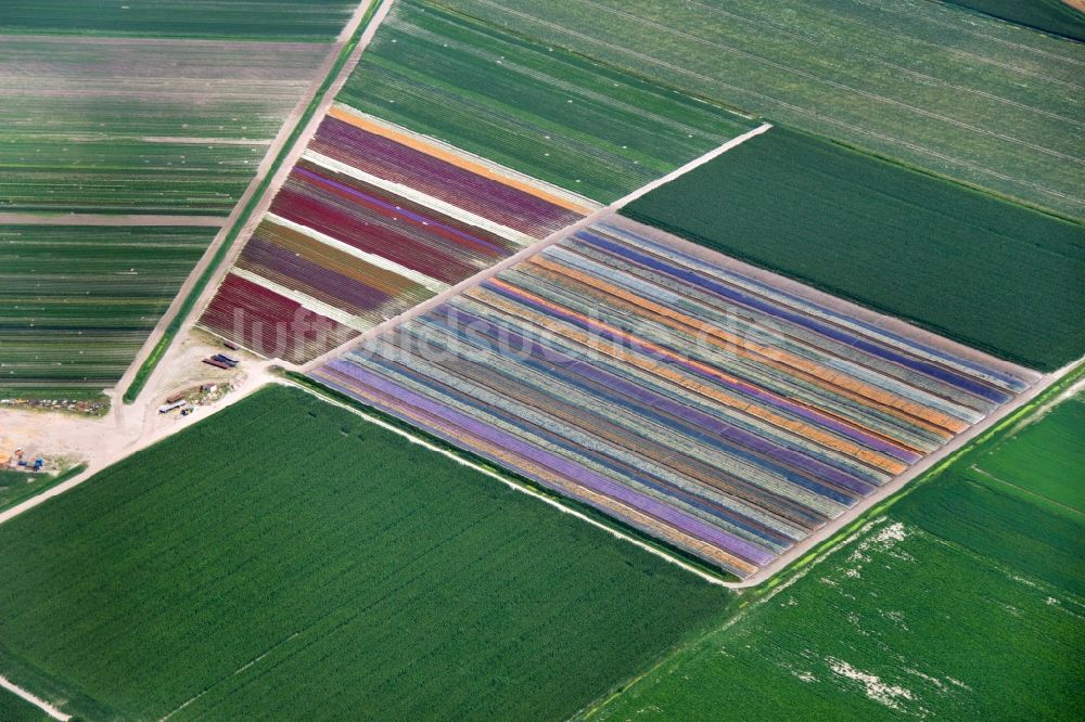 Luftaufnahme Schagen - Tulpen - Blumenfelder in Schagen in den Niederlanden
