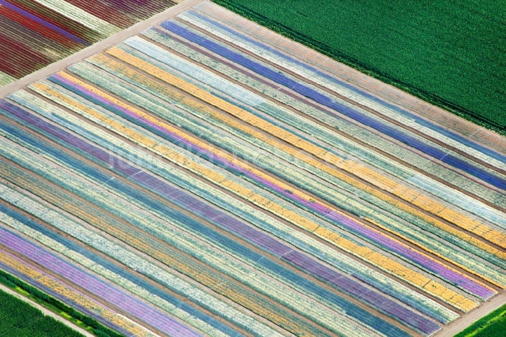 Schagen von oben - Tulpen - Blumenfelder in Schagen in den Niederlanden