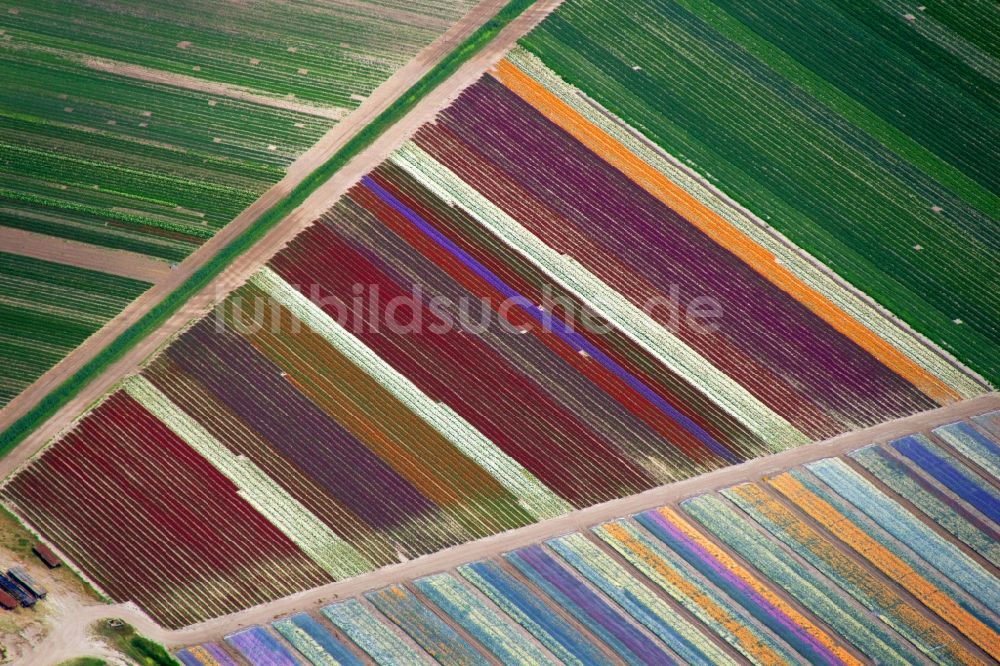 Schagen aus der Vogelperspektive: Tulpen - Blumenfelder in Schagen in den Niederlanden