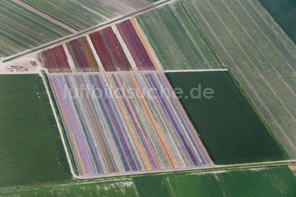 Luftbild Schagen - Tulpen - Blumenfelder in Schagen in den Niederlanden