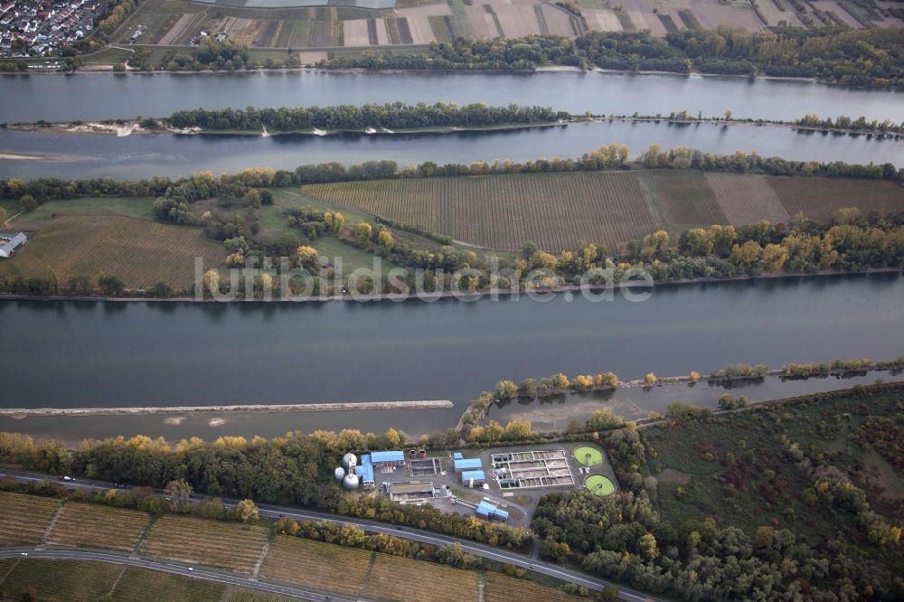 Luftaufnahme Eltville am Rhein - Uferbereiche mit durch Niedrig- Wasser- Pegel freigelegtem Flußbett im Rhein in Eltville am Rhein im Bundesland Hessen, Deutschland