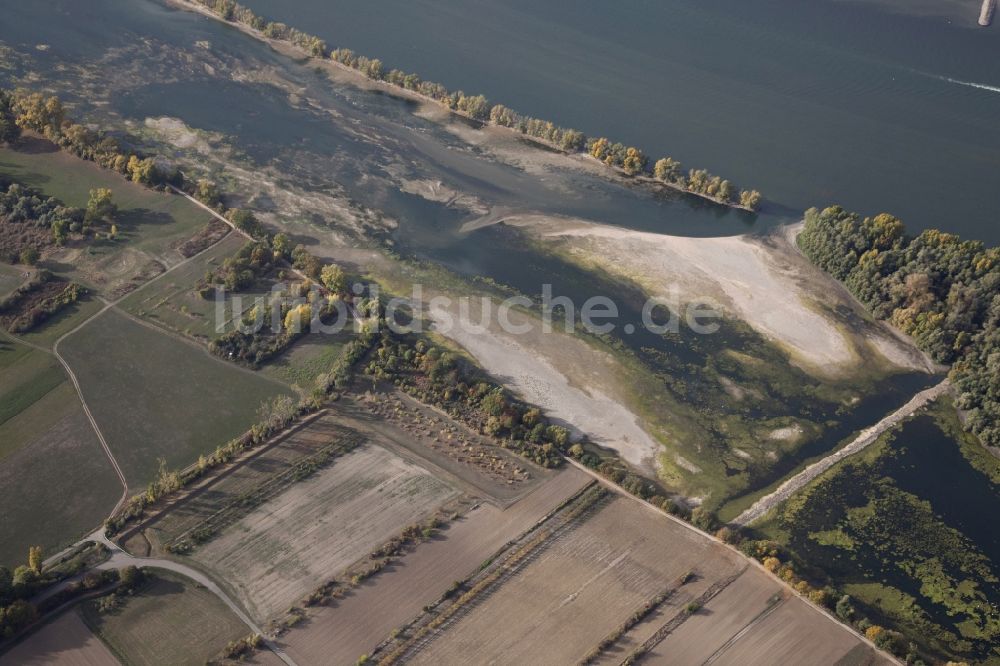 Luftaufnahme Ingelheim am Rhein - Uferbereiche mit durch Niedrig- Wasser- Pegel freigelegtem Flußbett im Rhein in Ingelheim am Rhein im Bundesland Rheinland-Pfalz, Deutschland