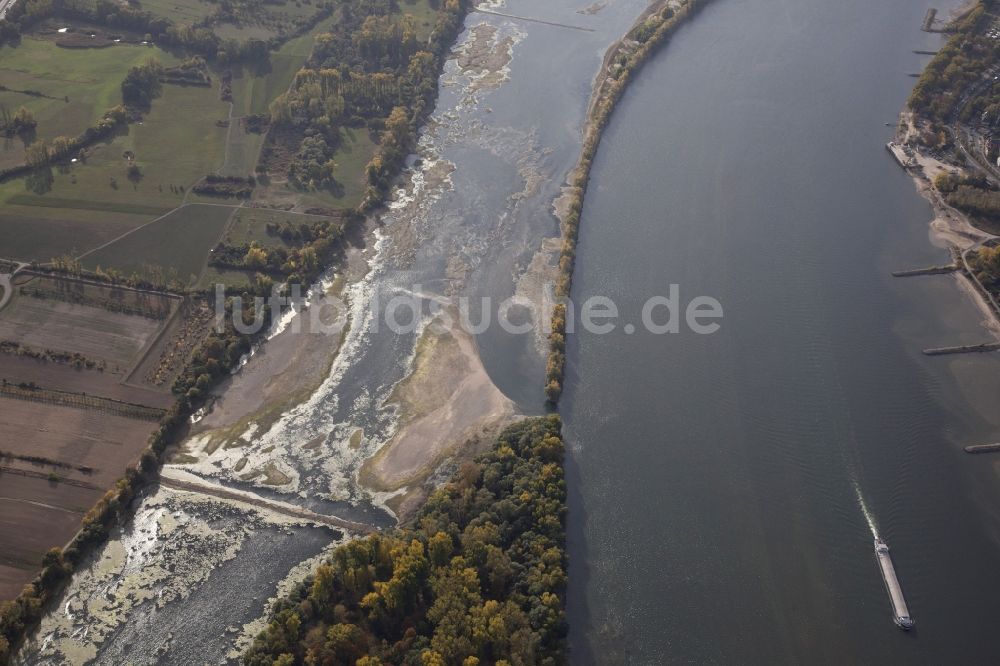 Ingelheim am Rhein von oben - Uferbereiche mit durch Niedrig- Wasser- Pegel freigelegtem Flußbett im Rhein in Ingelheim am Rhein im Bundesland Rheinland-Pfalz, Deutschland