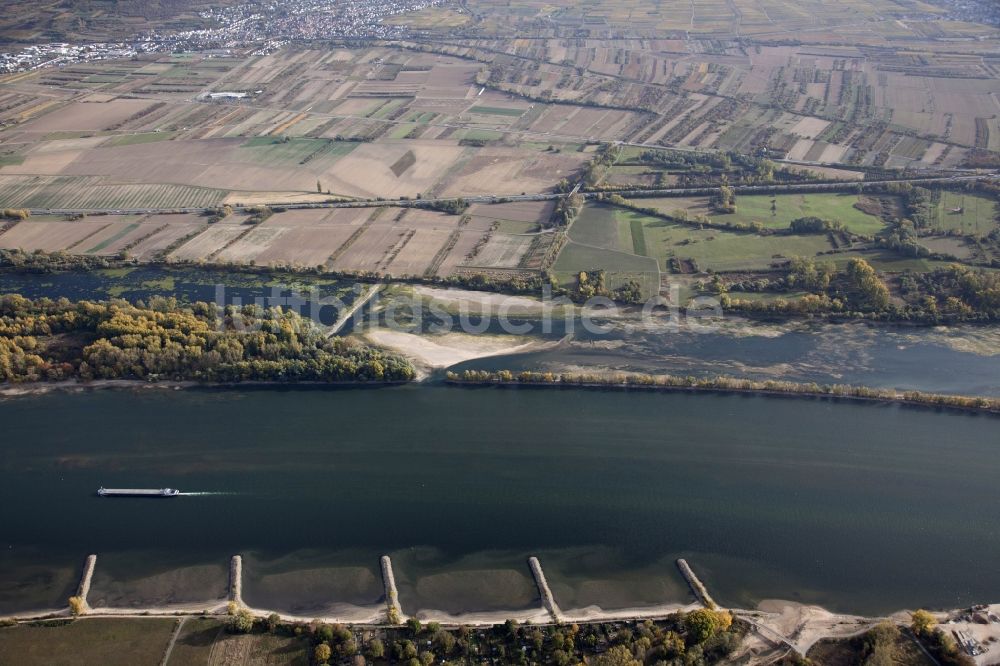 Luftbild Ingelheim am Rhein - Uferbereiche mit durch Niedrig- Wasser- Pegel freigelegtem Flußbett am Rhein in Ingelheim am Rhein im Bundesland Rheinland-Pfalz, Deutschland