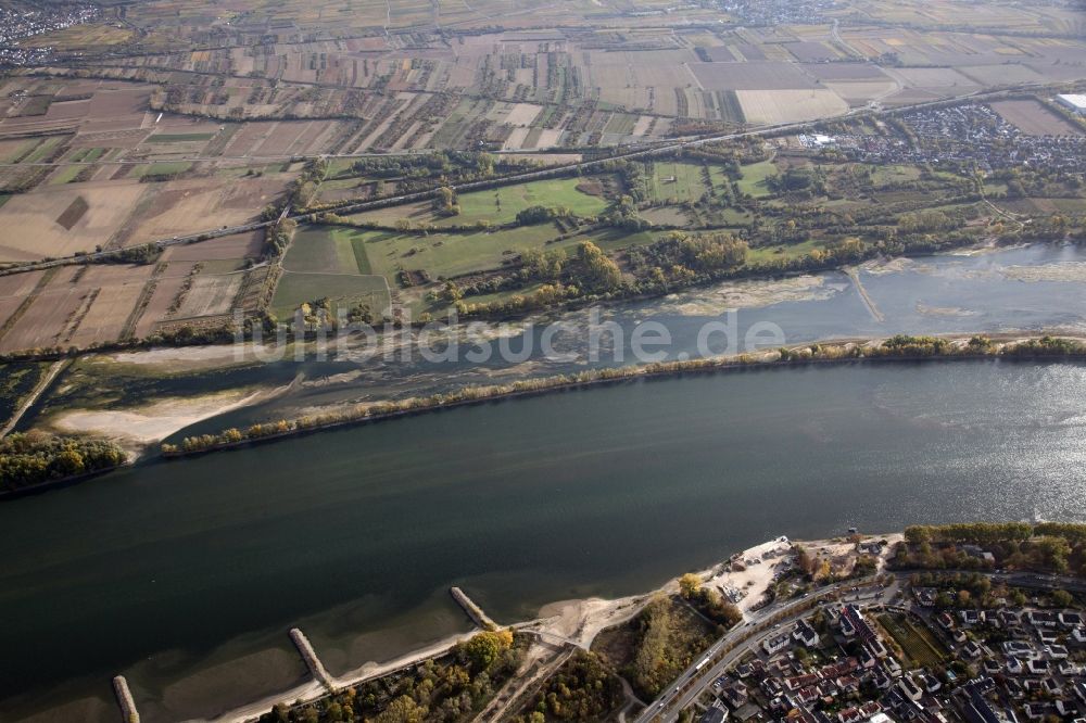 Luftaufnahme Ingelheim am Rhein - Uferbereiche mit durch Niedrig- Wasser- Pegel freigelegtem Flußbett am Rhein in Ingelheim am Rhein im Bundesland Rheinland-Pfalz, Deutschland