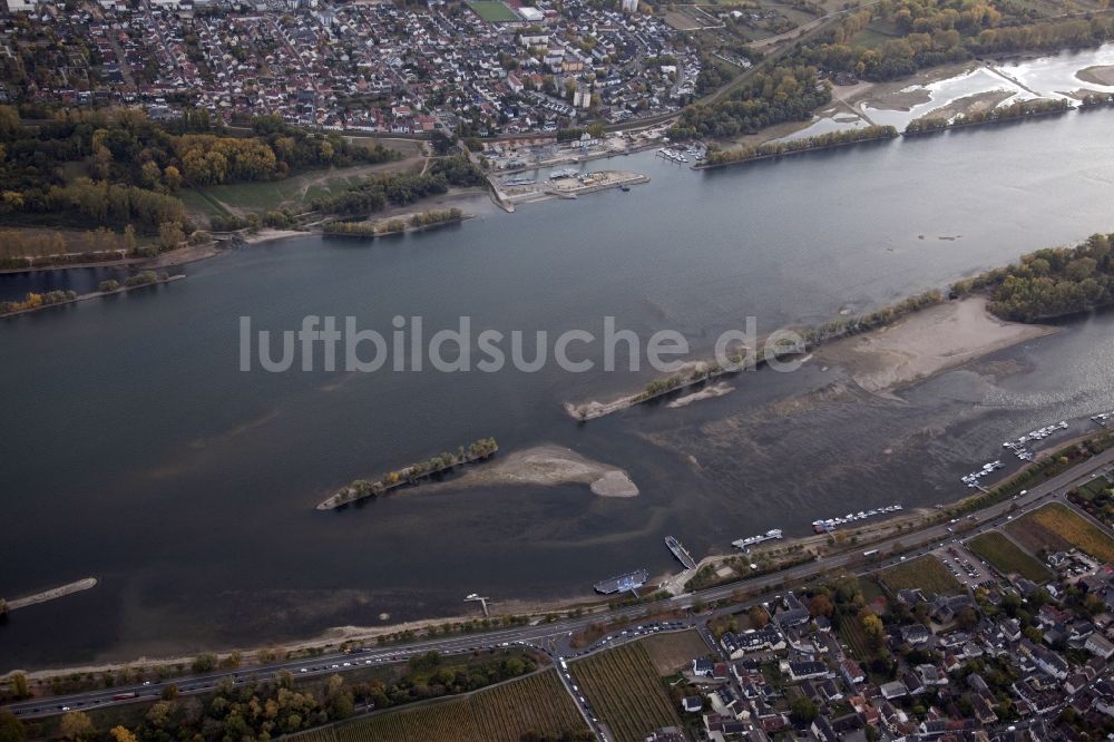 Ingelheim am Rhein von oben - Uferbereiche mit durch Niedrig- Wasser- Pegel freigelegten Flußbett im Rhein in Ingelheim am Rhein im Bundesland Rheinland-Pfalz, Deutschland