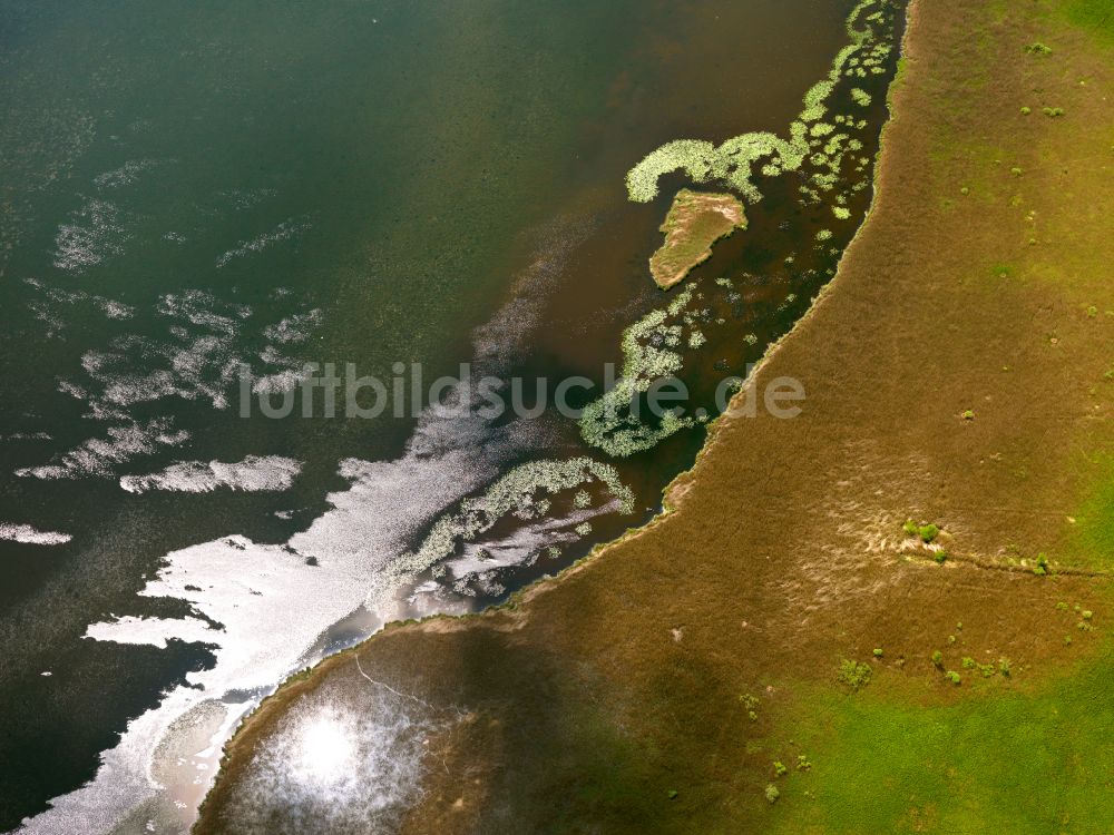 Luftaufnahme Federsee - Uferbereiche des Sees Federsee in Federsee im Bundesland Baden-Württemberg, Deutschland