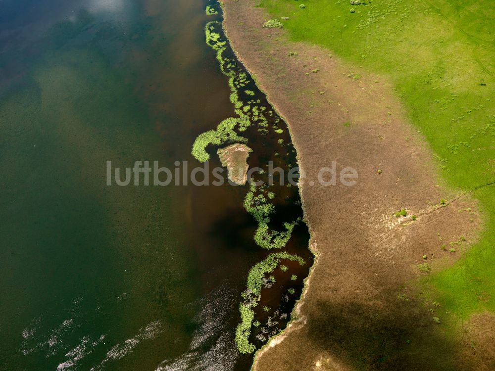 Federsee von oben - Uferbereiche des Sees Federsee in Federsee im Bundesland Baden-Württemberg, Deutschland