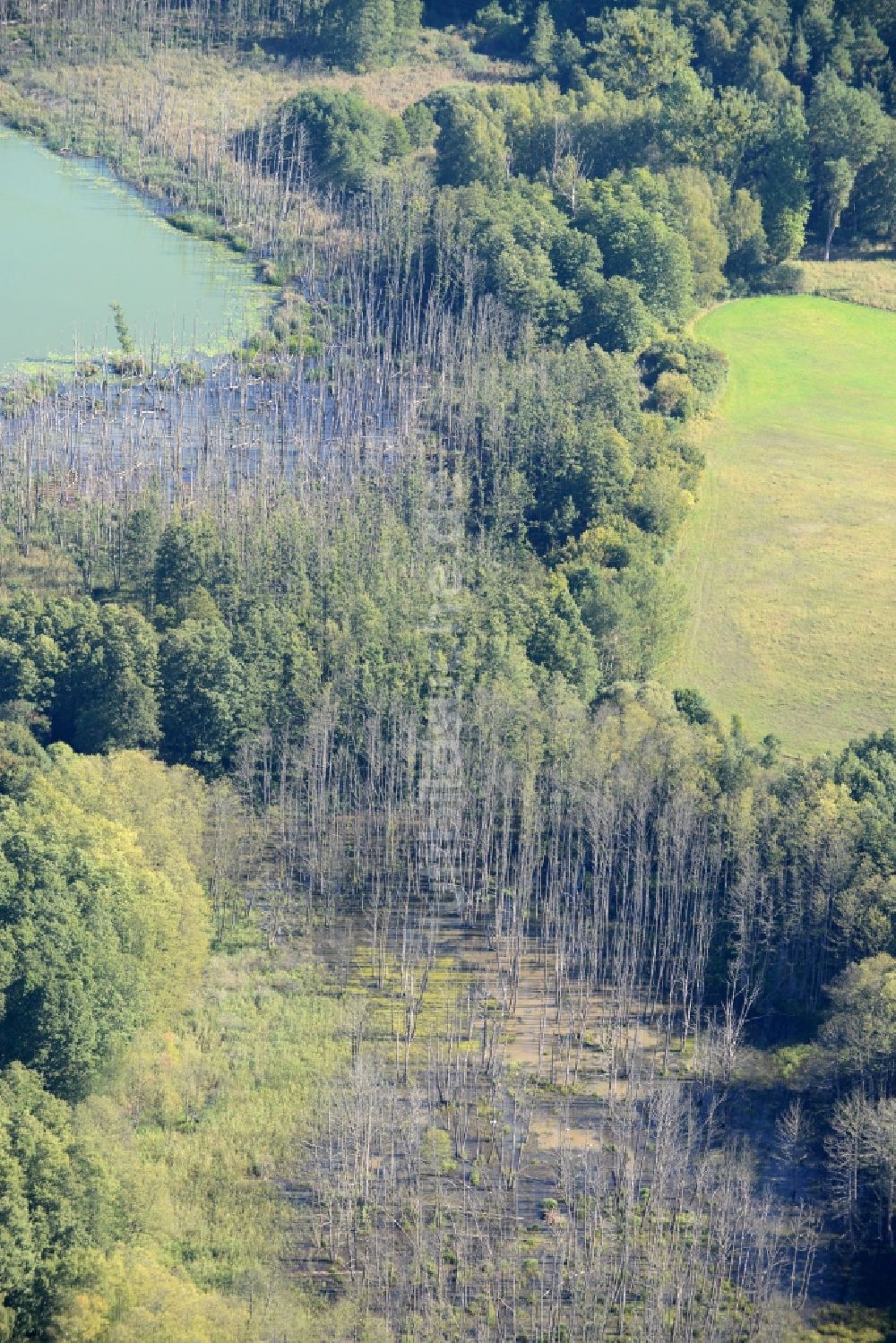 Luftbild Müncheberg - Uferbereiche des Sees Kleiner Klobichsee in Müncheberg im Bundesland Brandenburg