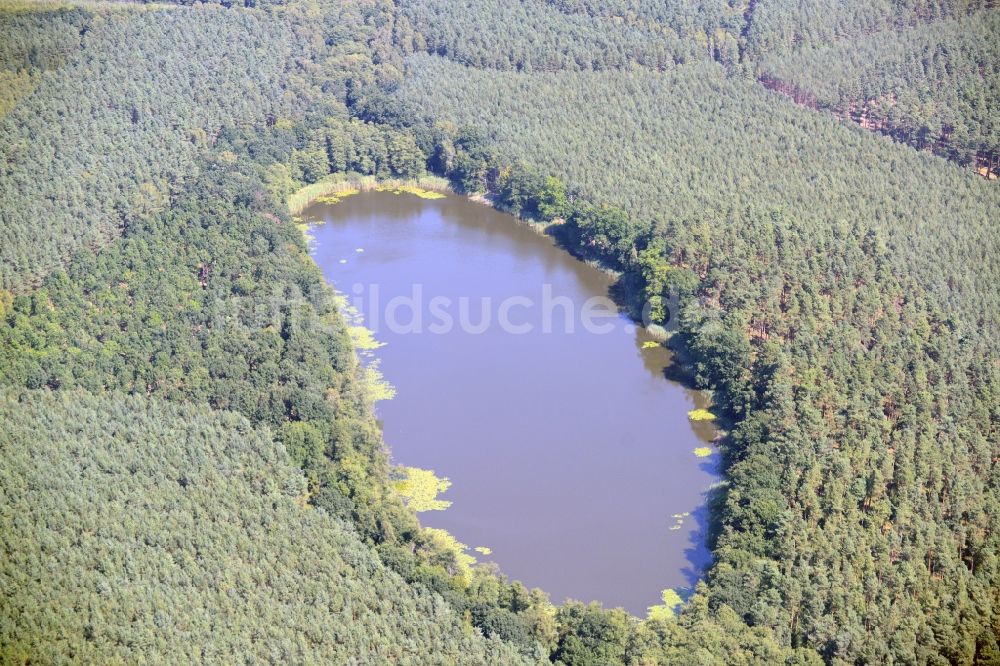 Rietz-Neuendorf von oben - Uferbereiche des Sees Sauener See in einem Wald im Gemeindegebiet von Rietz-Neuendorf im Bundesland Brandenburg