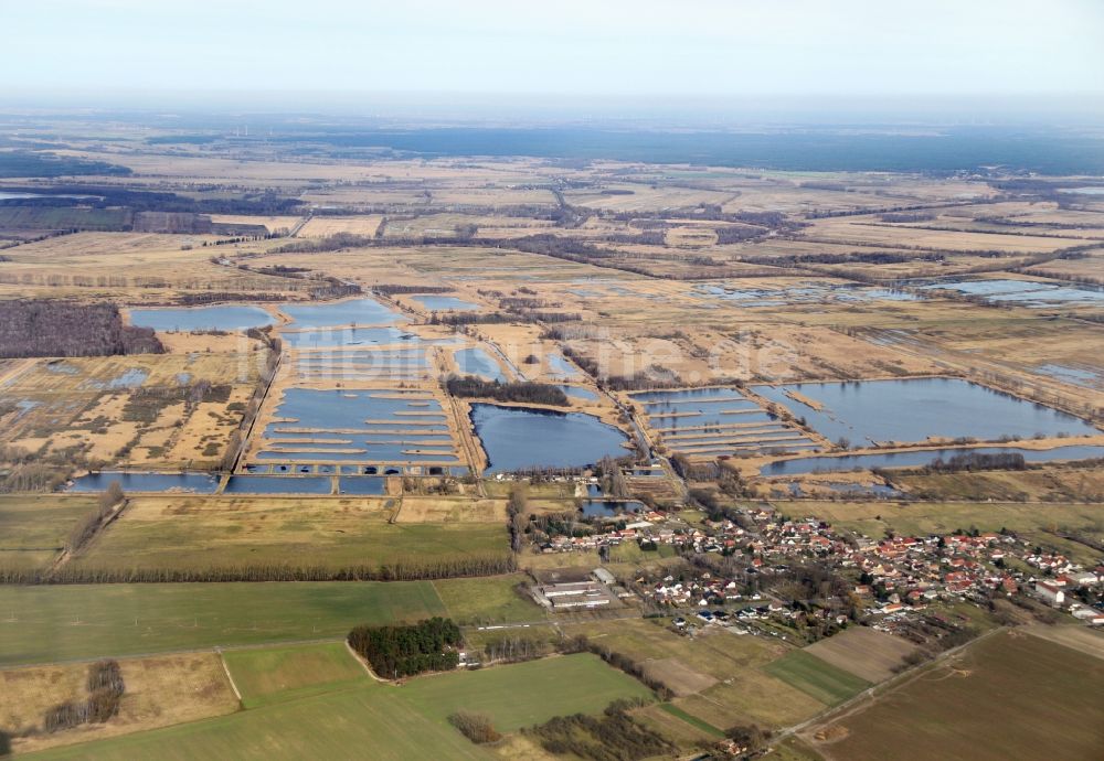 Luftaufnahme Linum - Uferbereiche der Teichanlagen zur Fischzucht in Linum im Bundesland Brandenburg, Deutschland