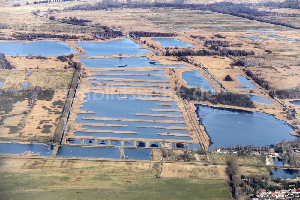 Linum von oben - Uferbereiche der Teichanlagen zur Fischzucht in Linum im Bundesland Brandenburg, Deutschland