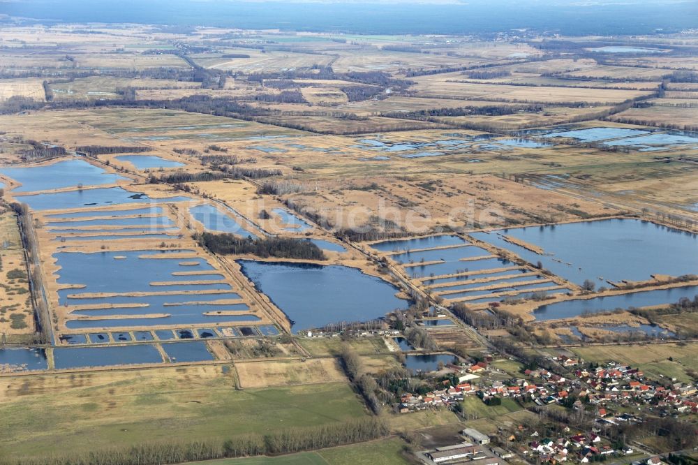 Linum aus der Vogelperspektive: Uferbereiche der Teichanlagen zur Fischzucht in Linum im Bundesland Brandenburg, Deutschland