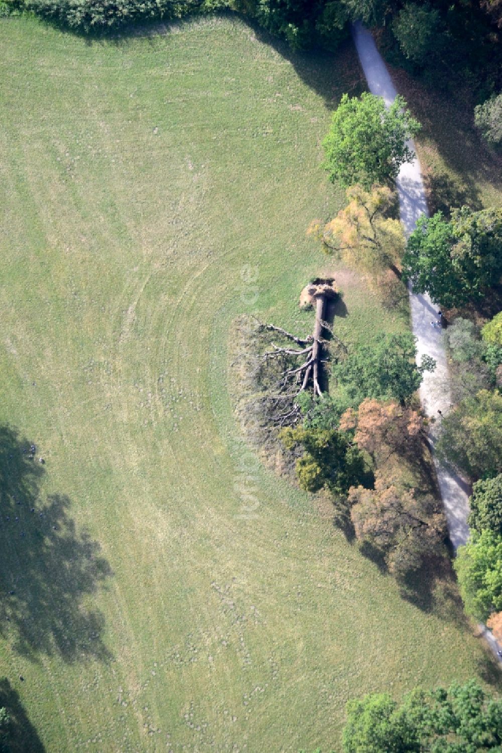 Luftbild München - Umgestürzter Baum auf einer Wiese im Schlosspark Nymphenburg in München im Bundesland Bayern