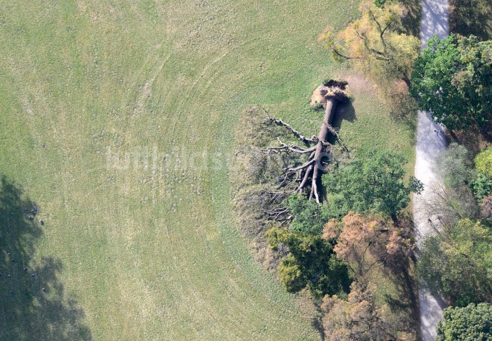 Luftaufnahme München - Umgestürzter Baum auf einer Wiese im Schlosspark Nymphenburg in München im Bundesland Bayern