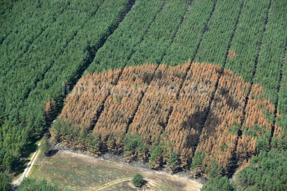 Schönwald von oben - Vernichteter Baumbestand in einem Waldgebiet in Schönwald im Bundesland Brandenburg