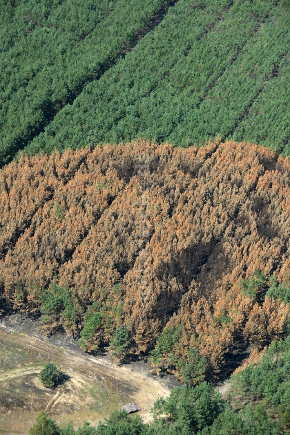 Luftbild Schönwald - Vernichteter Baumbestand in einem Waldgebiet in Schönwald im Bundesland Brandenburg