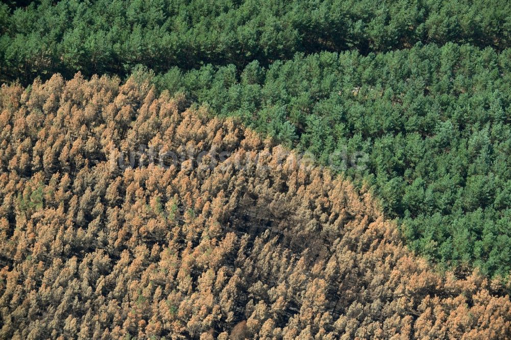 Luftaufnahme Schönwald - Vernichteter Baumbestand in einem Waldgebiet in Schönwald im Bundesland Brandenburg