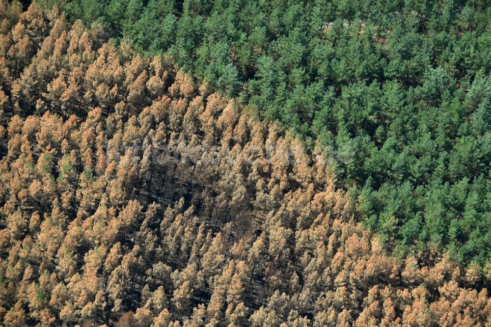 Schönwald von oben - Vernichteter Baumbestand in einem Waldgebiet in Schönwald im Bundesland Brandenburg