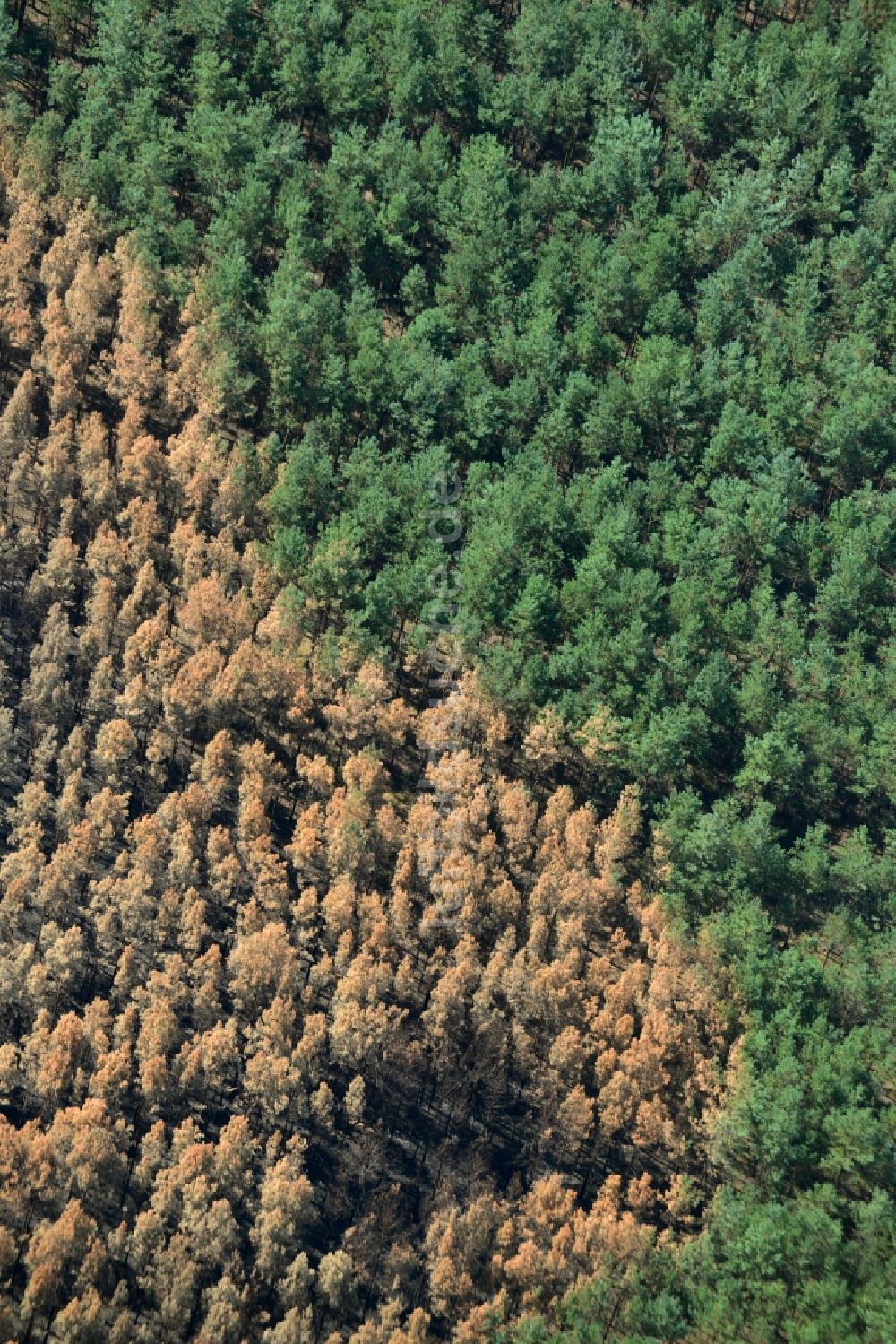 Schönwald aus der Vogelperspektive: Vernichteter Baumbestand in einem Waldgebiet in Schönwald im Bundesland Brandenburg