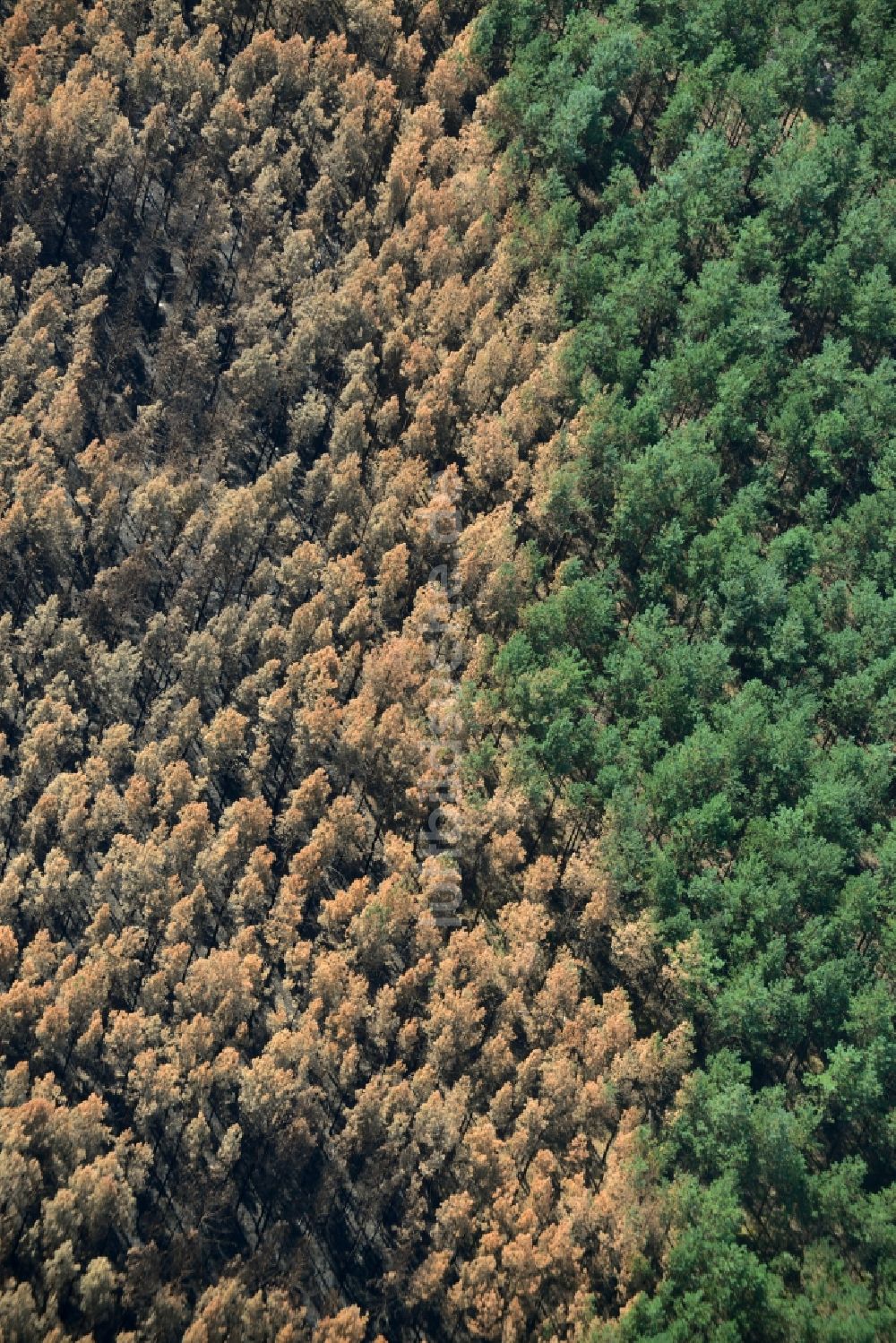 Schönwald von oben - Vernichteter Baumbestand in einem Waldgebiet in Schönwald im Bundesland Brandenburg