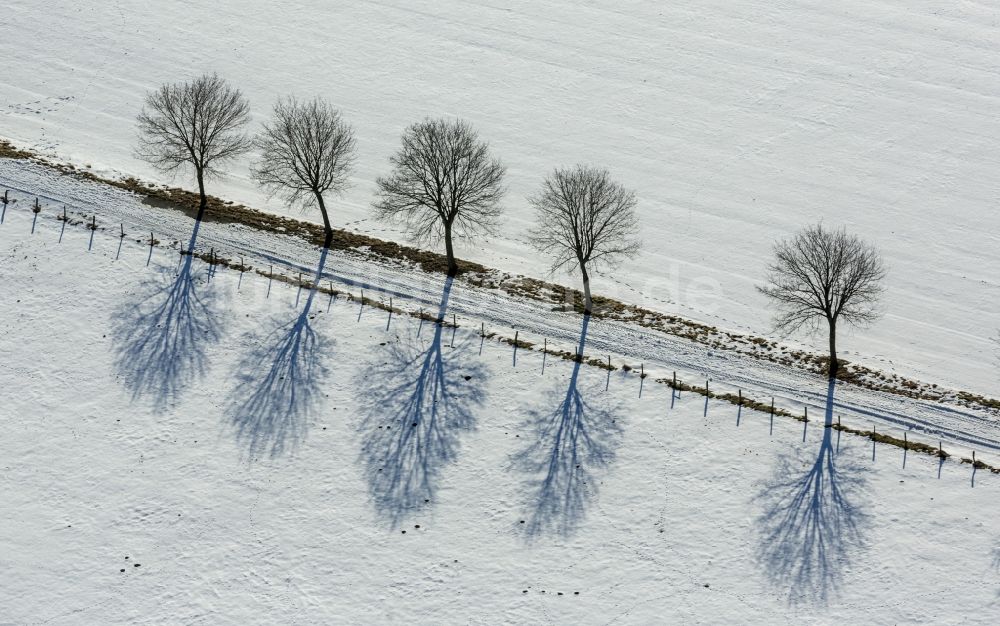 Luftaufnahme Brilon - Verschneite Baumallee in Altenbüren in Nordrhein-Westfalen, Deutschland