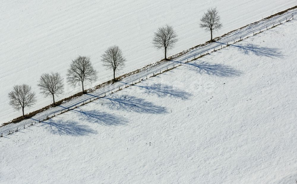 Brilon von oben - Verschneite Baumallee in Altenbüren in Nordrhein-Westfalen, Deutschland