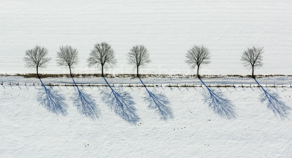 Brilon aus der Vogelperspektive: Verschneite Baumallee in Altenbüren in Nordrhein-Westfalen, Deutschland