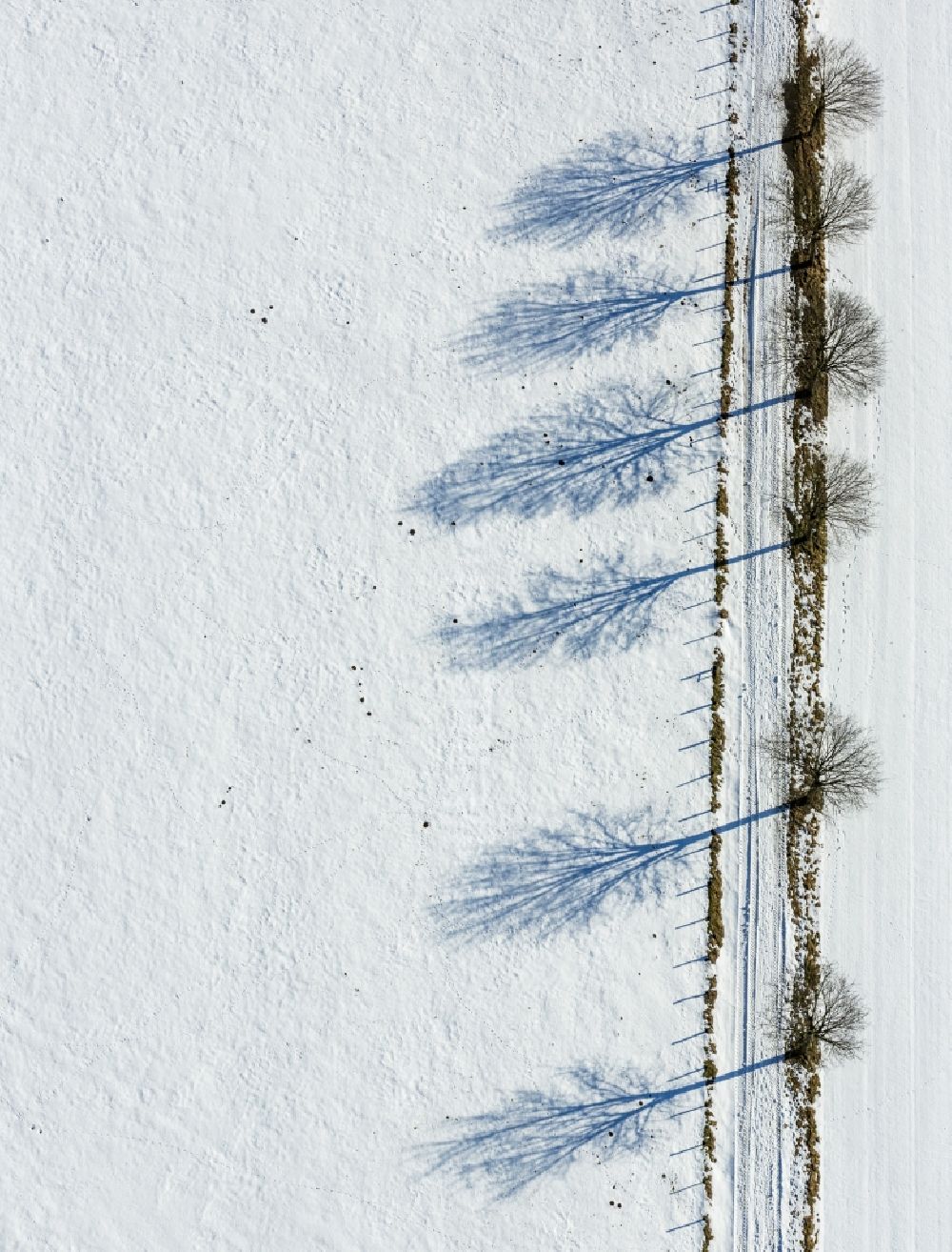 Luftaufnahme Brilon - Verschneite Baumallee in Altenbüren in Nordrhein-Westfalen, Deutschland