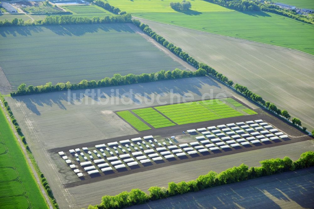 Luftbild Emersleben - Versuchs- Feldreihen eines Landwirtschaftsbetriebes bei Emersleben in Sachsen-Anhalt