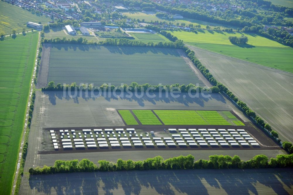 Luftbild Emersleben - Versuchs- Feldreihen eines Landwirtschaftsbetriebes bei Emersleben in Sachsen-Anhalt