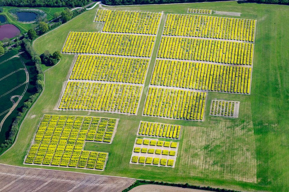 Neuwittenbek von oben - Versuchs und Zuchtfelder blühender Raps- Blüten in Neuwittenbek im Bundesland Schleswig-Holstein, Deutschland