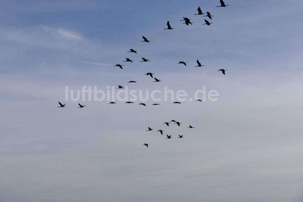 Luftbild Wesertal - Vogel- Formation von Kranichen im Flug in Wesertal im Bundesland Hessen, Deutschland