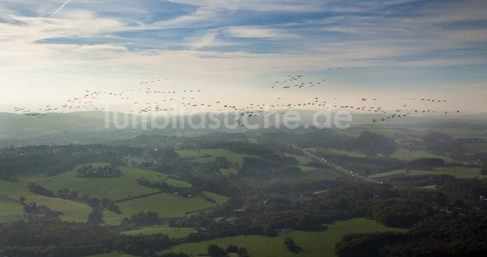 Luftaufnahme Gevelsberg - Vogel- Formations- Flug Graue Kraniche (Grus grus) bei Gevelsberg im Bundesland Nordrhein-Westfalen