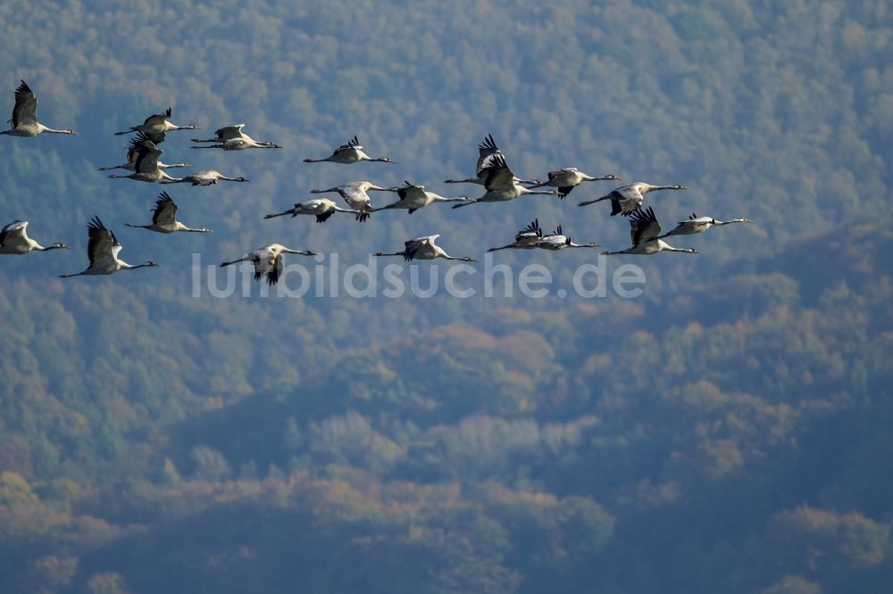 Luftbild Gevelsberg - Vogel- Formations- Flug Graue Kraniche (Grus grus) bei Gevelsberg im Bundesland Nordrhein-Westfalen