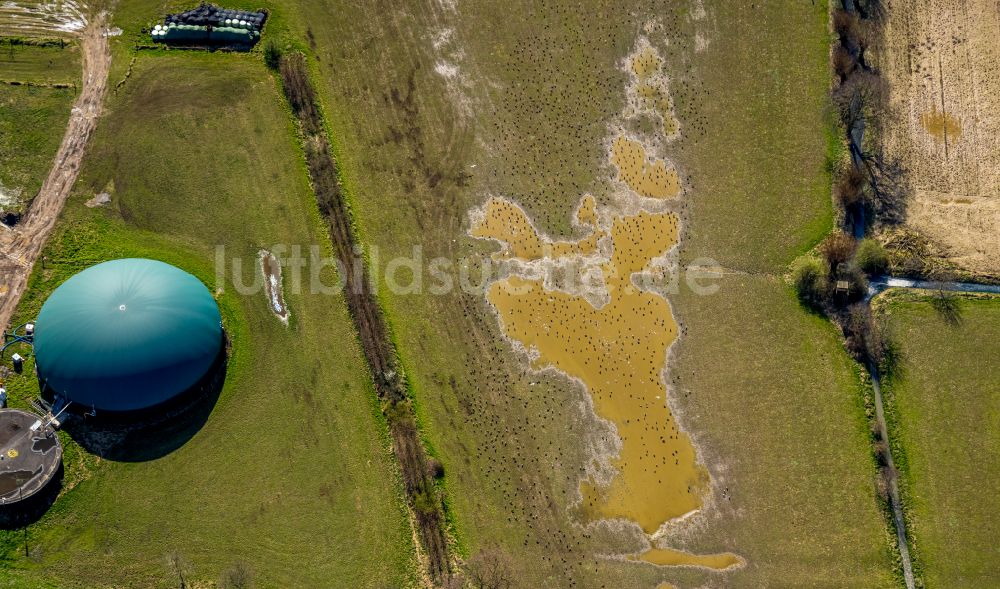 Luftbild Bislich - Vogelschutzinsel auf der Wasseroberfläche in einem Feld in Bislich im Bundesland Nordrhein-Westfalen, Deutschland