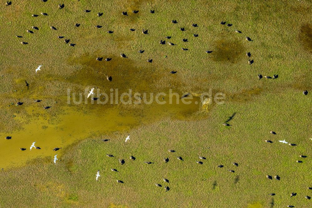 Bislich aus der Vogelperspektive: Vogelschutzinsel auf der Wasseroberfläche in einem Feld in Bislich im Bundesland Nordrhein-Westfalen, Deutschland