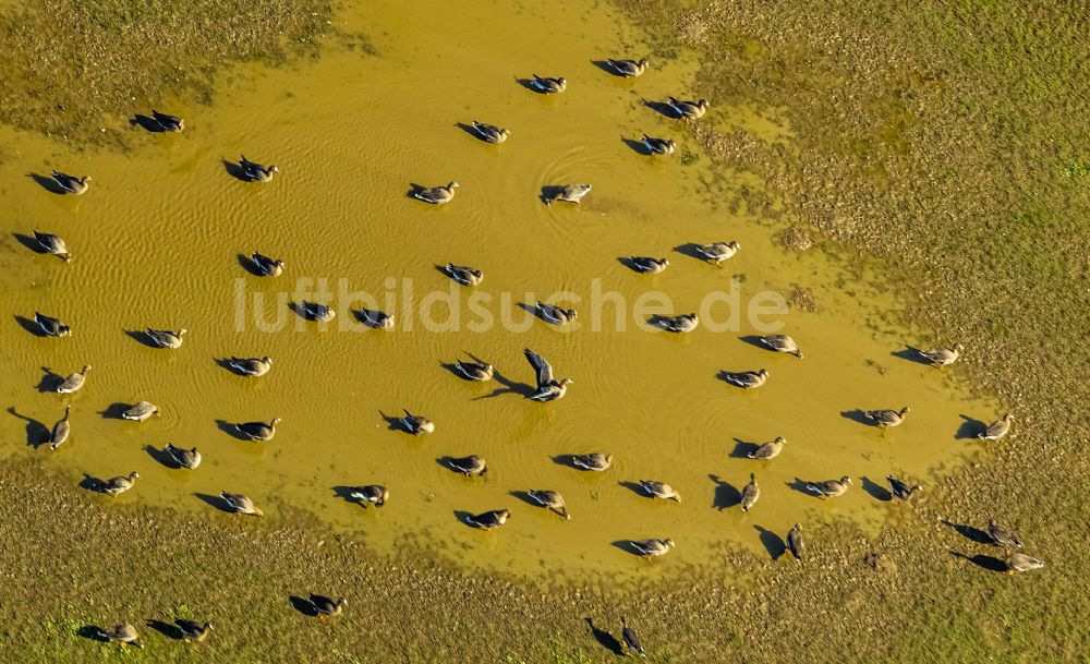 Luftaufnahme Bislich - Vogelschutzinsel auf der Wasseroberfläche in einem Feld in Bislich im Bundesland Nordrhein-Westfalen, Deutschland