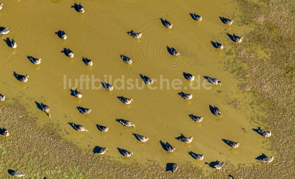 Bislich von oben - Vogelschutzinsel auf der Wasseroberfläche in einem Feld in Bislich im Bundesland Nordrhein-Westfalen, Deutschland