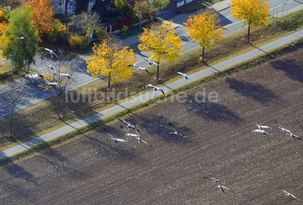 Luftaufnahme Wernigerode - Vogelschwarm von Graureihern über Wernigerode im Harz im Bundesland Sachsen-Anhalt