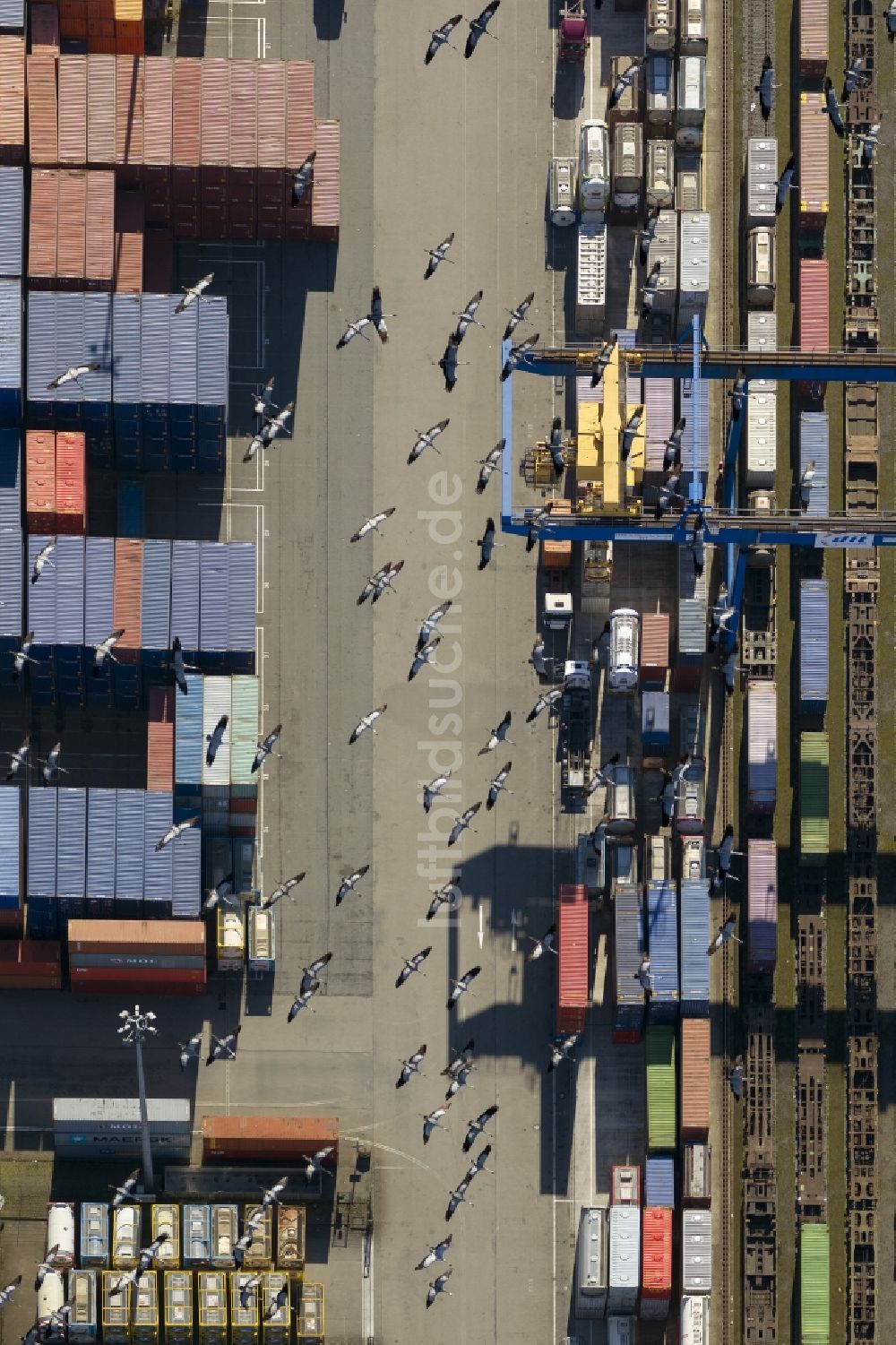 Duisburg aus der Vogelperspektive: Von Kranich- Vogelschwarm überflogenes Containerterminal am Logport I der Duisport in Duisburg - West im Ruhrgebiet im Bundesland Nordrhein-Westfalen NRW