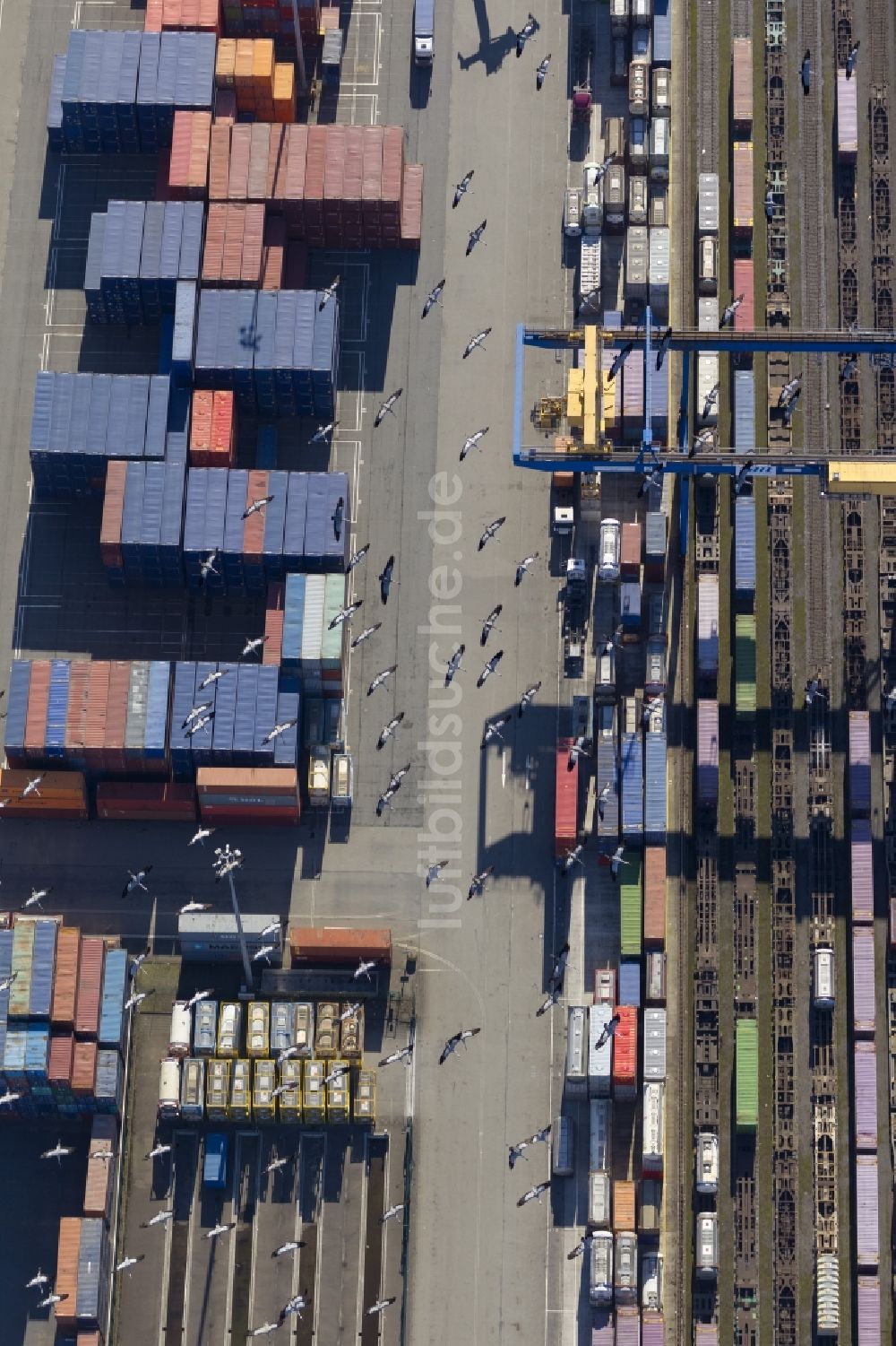 Luftaufnahme Duisburg - Von Kranich- Vogelschwarm überflogenes Containerterminal am Logport I der Duisport in Duisburg - West im Ruhrgebiet im Bundesland Nordrhein-Westfalen NRW