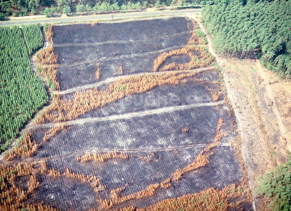 Luftaufnahme Lübben / Brandenburg - Waldbrandfläche südöstlich von Lübben in Brandenburg.