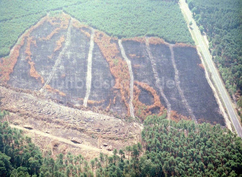 Lübben / Brandenburg von oben - Waldbrandfläche südöstlich von Lübben in Brandenburg.