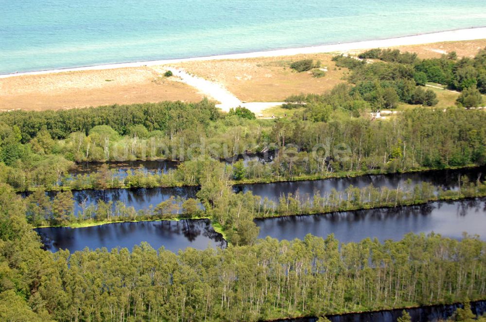 Neuhaus von oben - Waldgebiet an der Ostseeküste in Neuhaus-Dierhagen